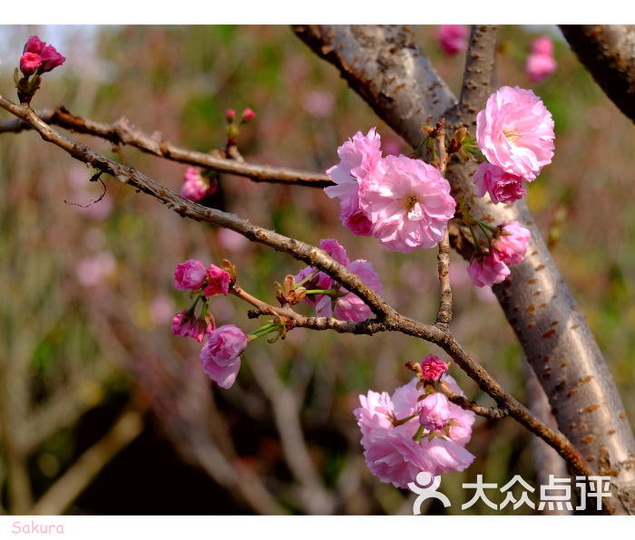 海珠湿地公园樱花图片 - 第12张