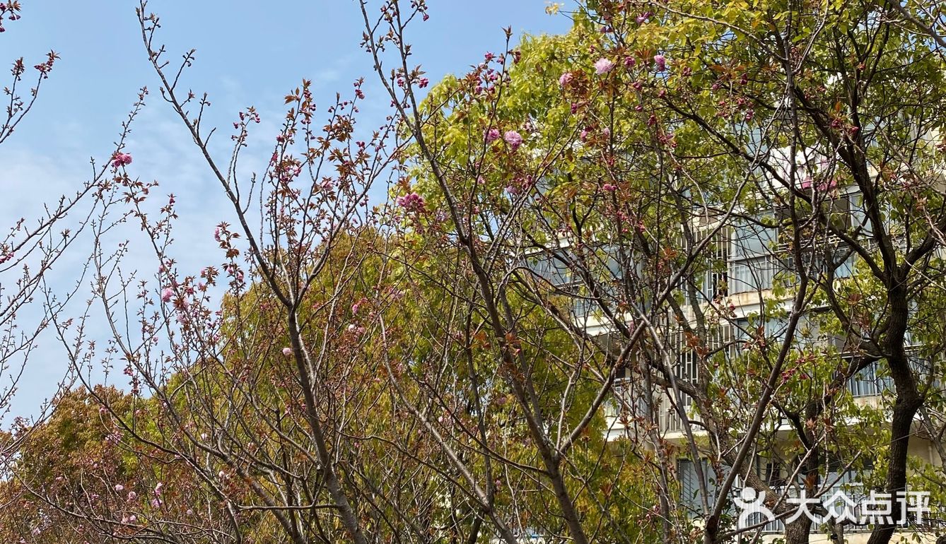 阳光灿烂,春风和煦,走中环,杨高北路到高东镇的樱花园