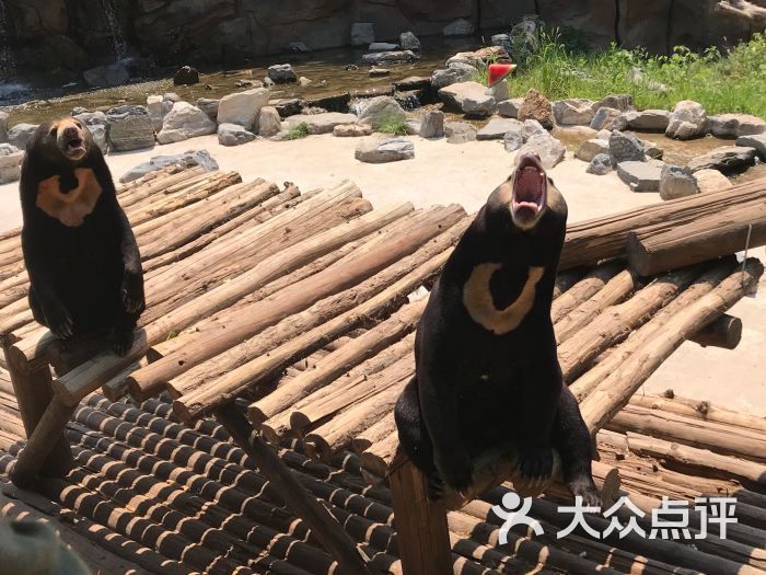 北京野生动物园马来熊图片 第7张