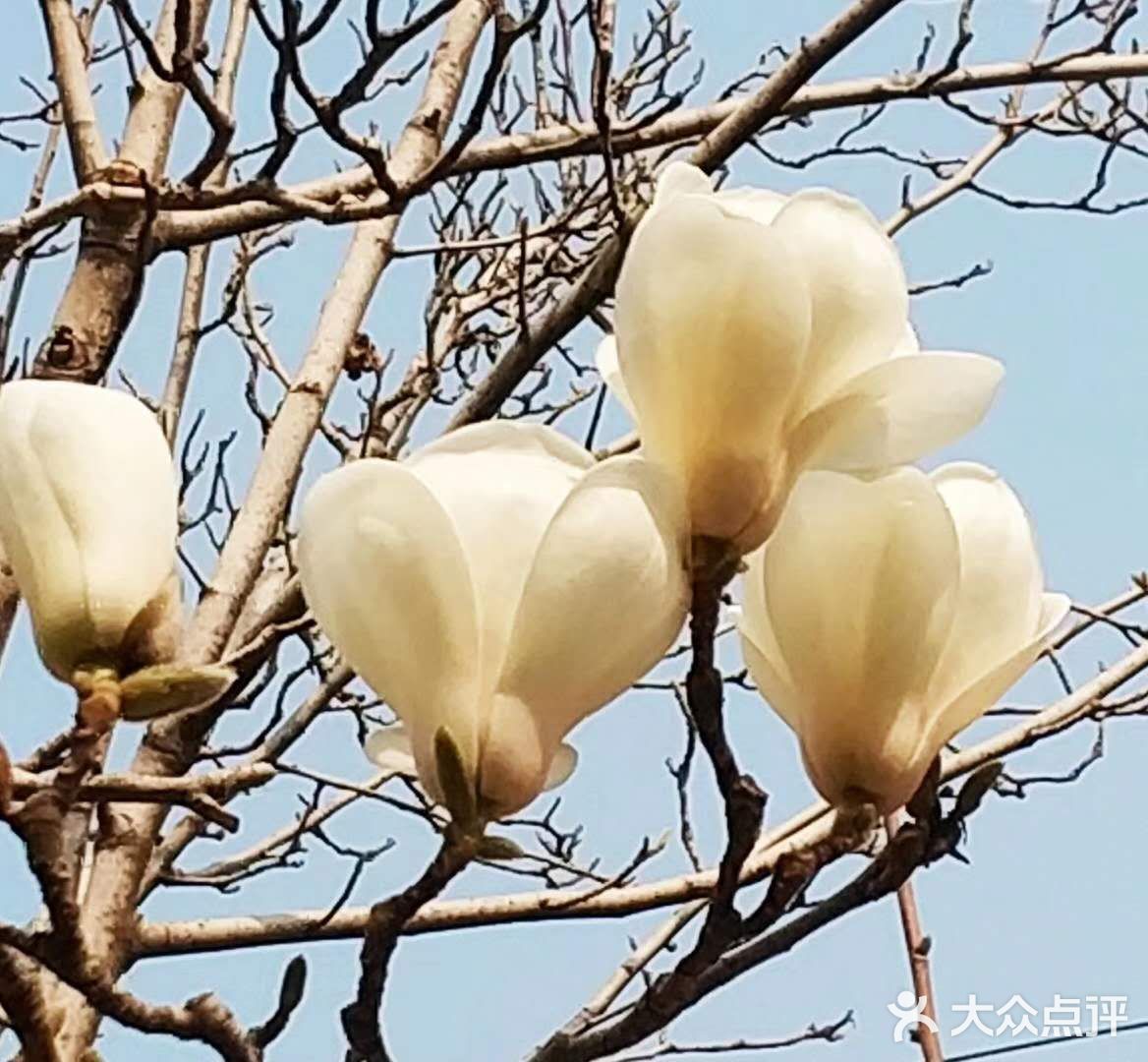 颐和园的玉兰花