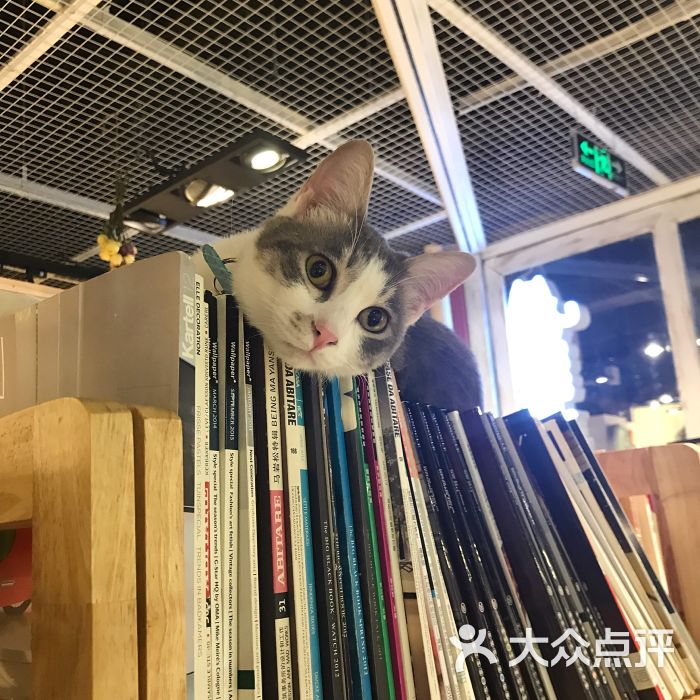 小时光猫语时光咖啡书吧(财富购物中心店)图片 - 第1224张