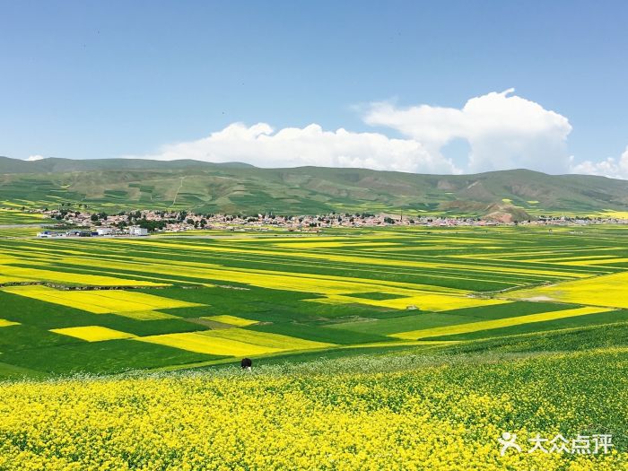 门源百里油菜花海图片