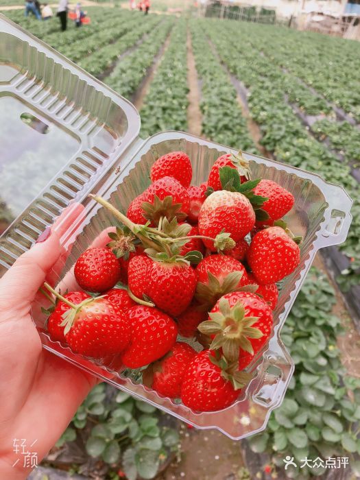 今天过去已经基本没有草莓可以摘啦,这几天.