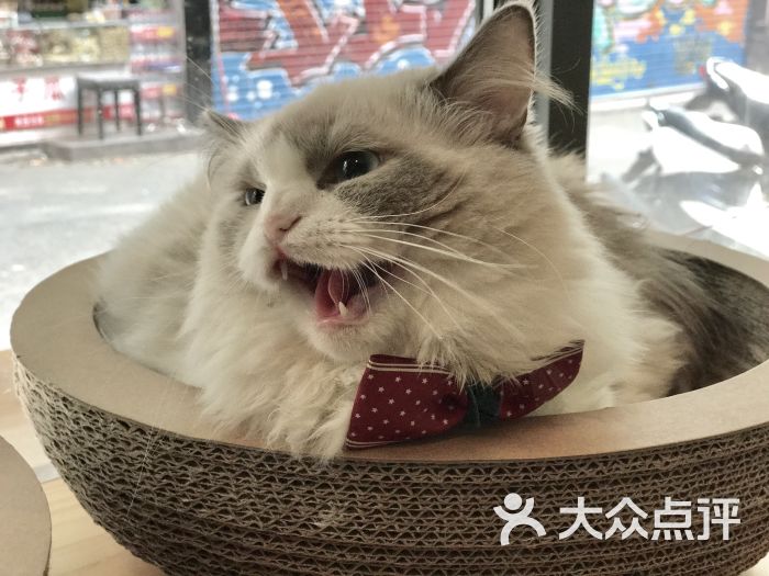 猫屿咖啡馆-图片-娄底美食-大众点评网