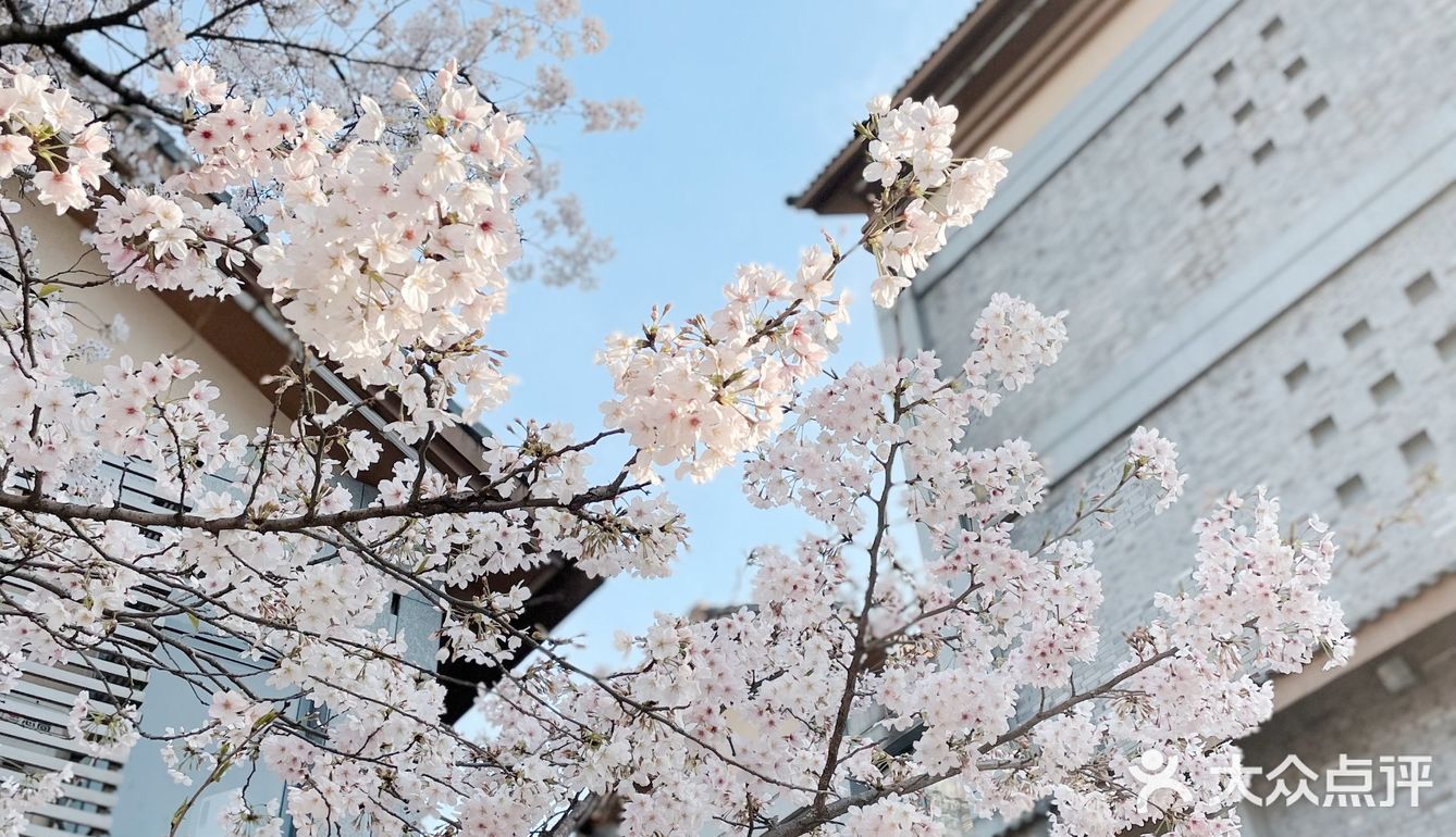 春日樱花限定‖信义坊樱花王开了