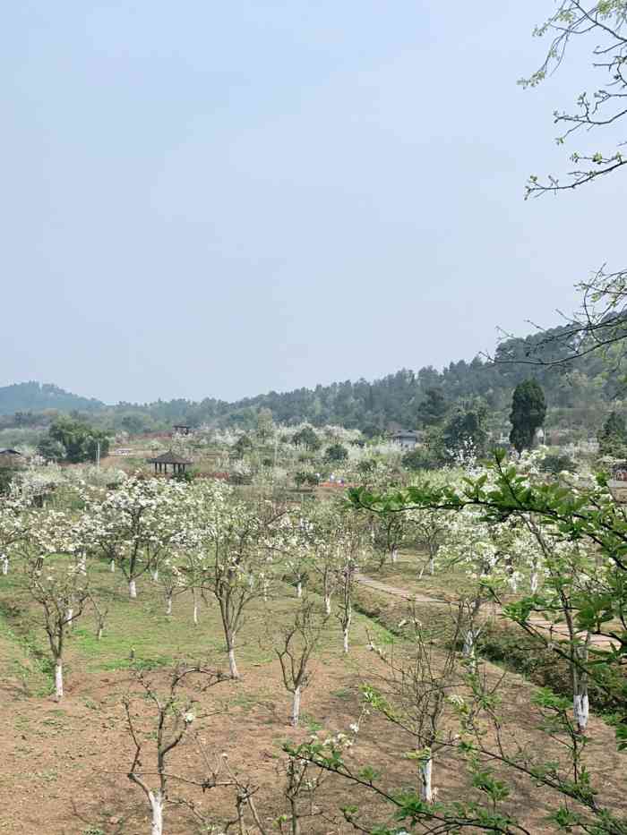 梨花溪风景区-""梨花溪的盛花期在每年的3月中旬左右.其.