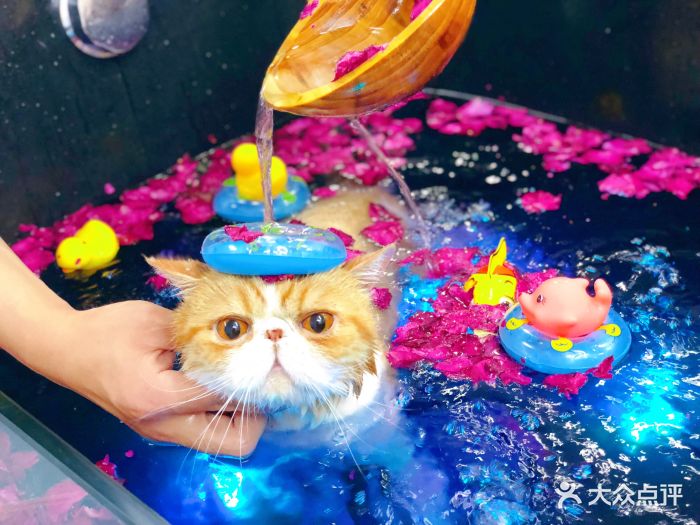 pony pet shop 小马儿宠物猫咪玫瑰碳酸浴spa 图片 第444张