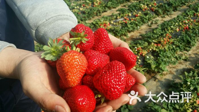 金州杨帆草莓采摘园