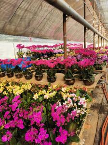 春夏之交必逛花鸟鱼虫南井算是最大的花卉市场了吧里面品种全只有你想