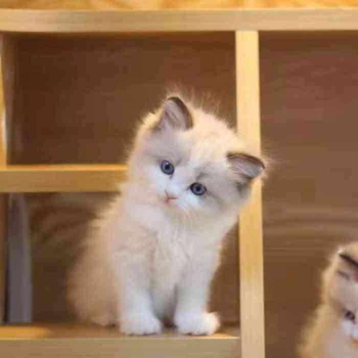 猫福瑞平价健康猫舍布偶金渐层