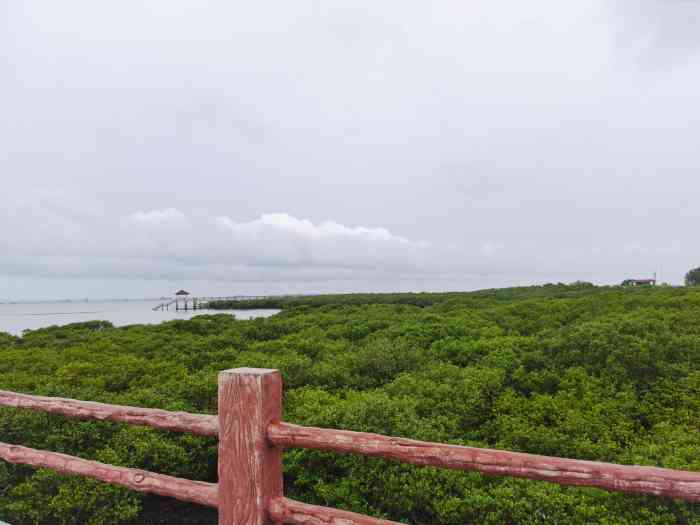 特呈岛红树林湿地公园-"这里是湛江的特呈岛.需要乘船
