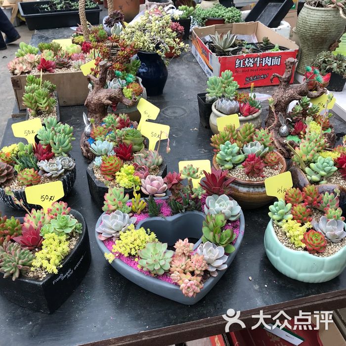 颐景田园多肉植物图片-北京花店-大众点评网