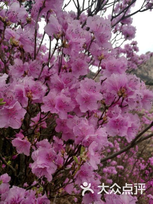 大珠山风景区-图片-青岛周边游
