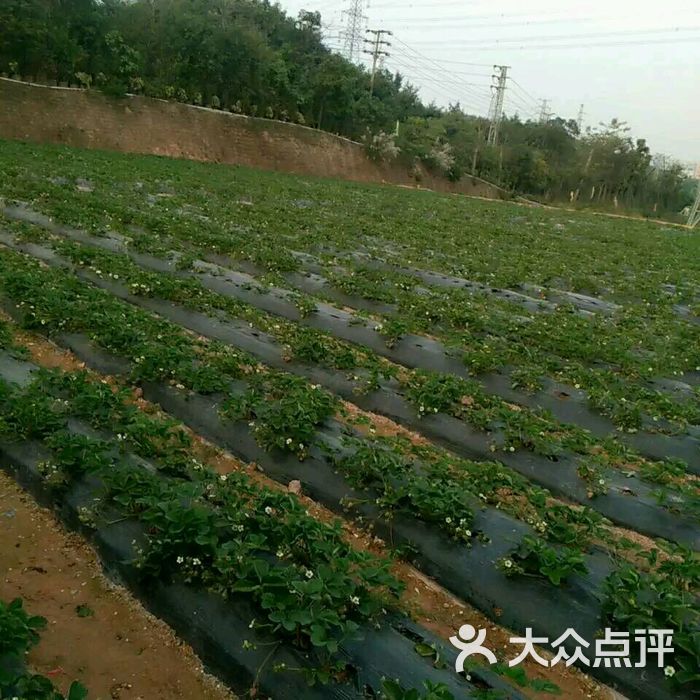 石岩草莓园图片-北京采摘/农家乐-大众点评网