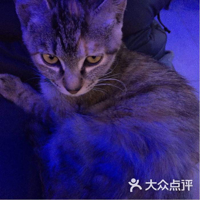sacrebleu蓝鲸