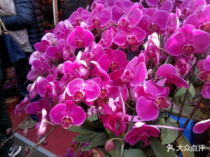 传统花市一直是广州人的传统在各大区都有花