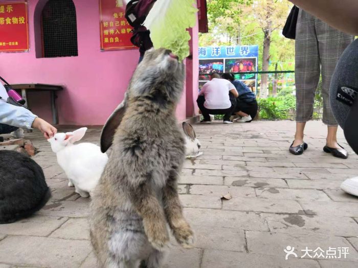 中山公园动物园-图片-荆州周边游-大众点评网