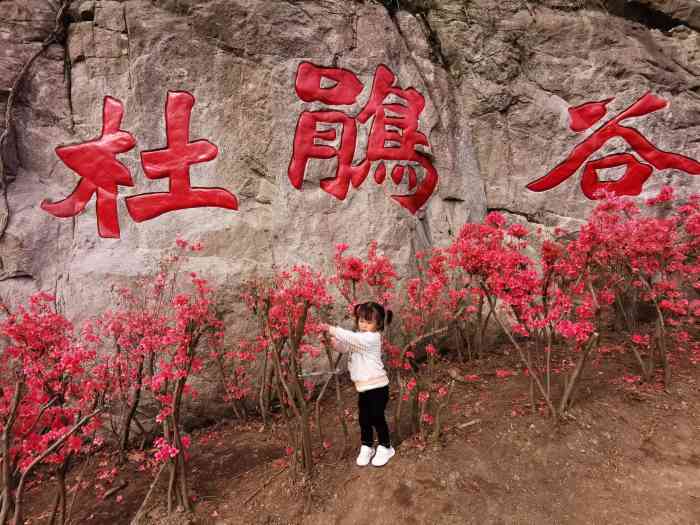 来金峨山看杜鹃花