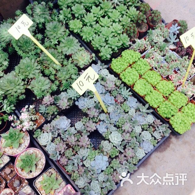 望海花市-图片-重庆购物