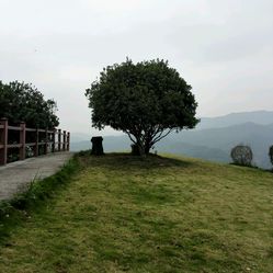 华阳杨梅小镇人均消费_杨梅小镇图片