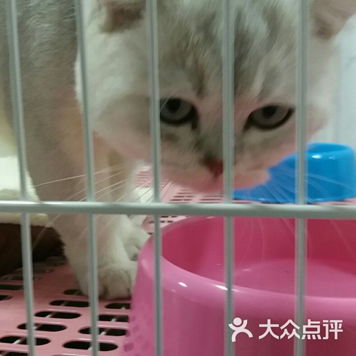 喵宠生活馆 专业猫咪宠物店