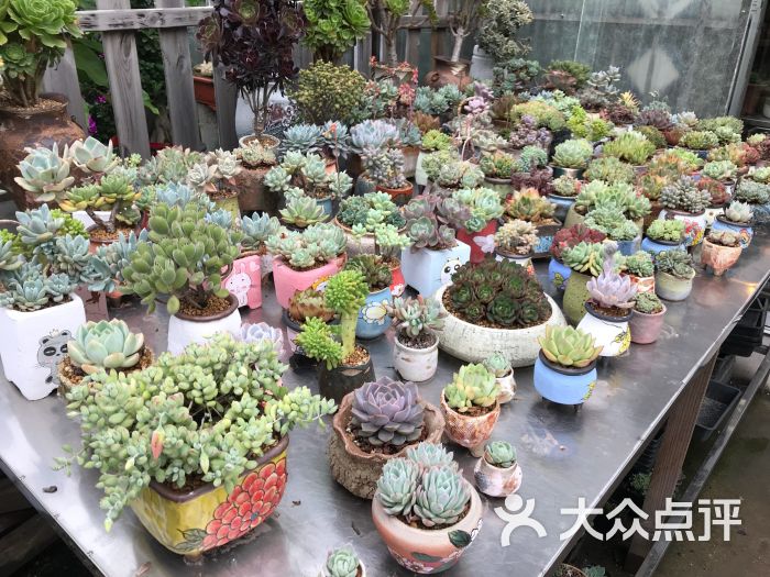 金陵花卉交易市场-图片-南京购物-大众点评网