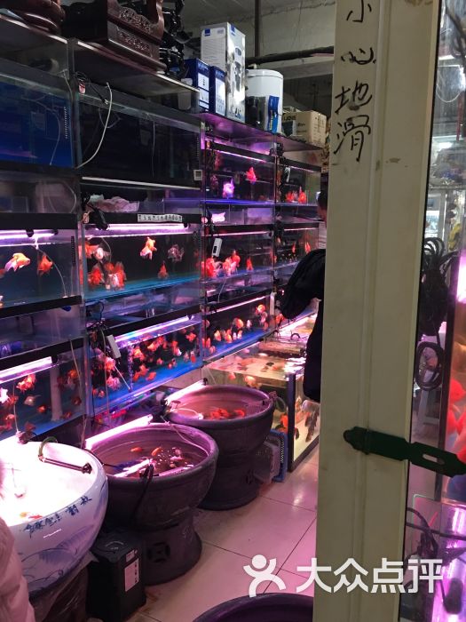 新官园花鸟鱼虫工艺品市场图片 第70张