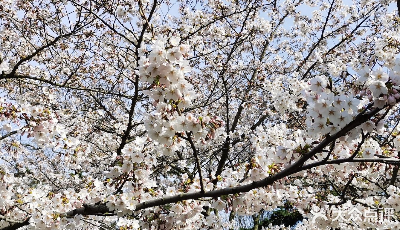 又是一年樱花季,中山公园里的樱花开的甚是娇艳