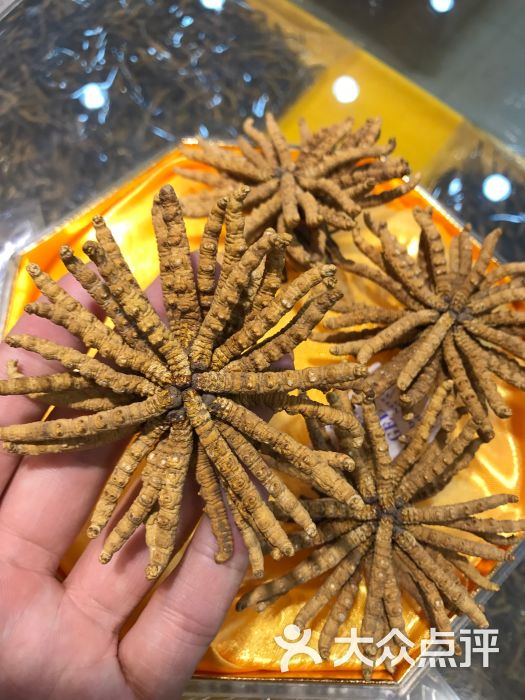 香港九珍堂参茸花茶保健品(西奇珍草)虫草图片 - 第41张