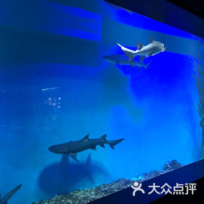 哈尔滨鲨鱼酒店