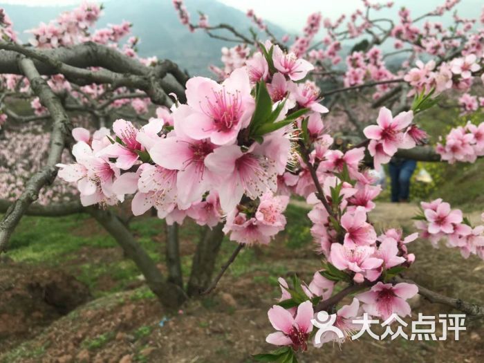 龙泉桃花沟-图片-成都周边游-大众点评网