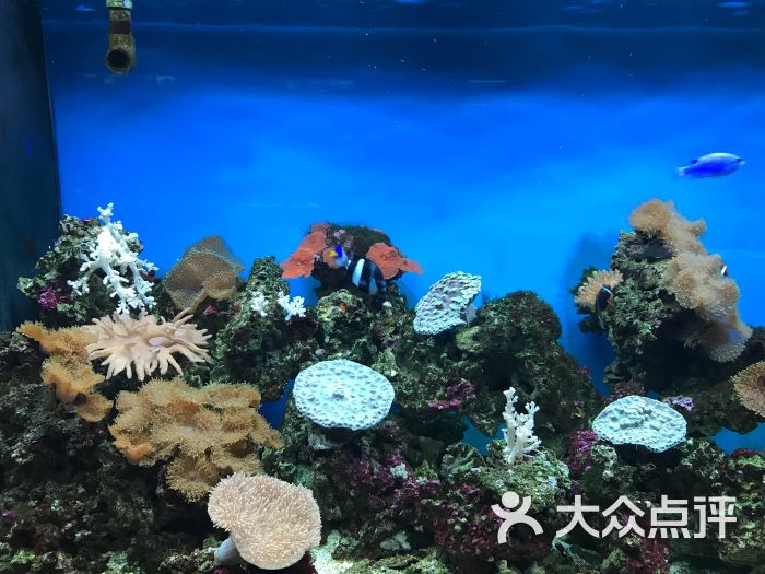 海珊瑚主题餐厅(湛江店)图片 第7张