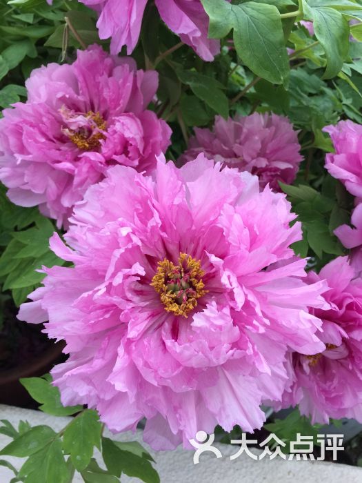 第四届北京农业嘉年华(北京昌平草莓博览园)-图