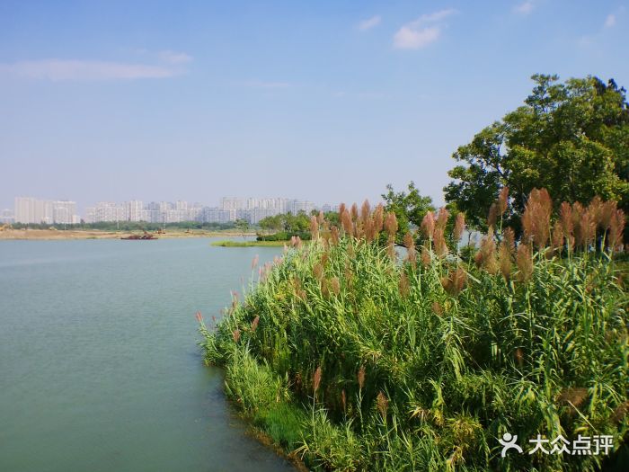 贡湖湾湿地公园图片 - 第370张