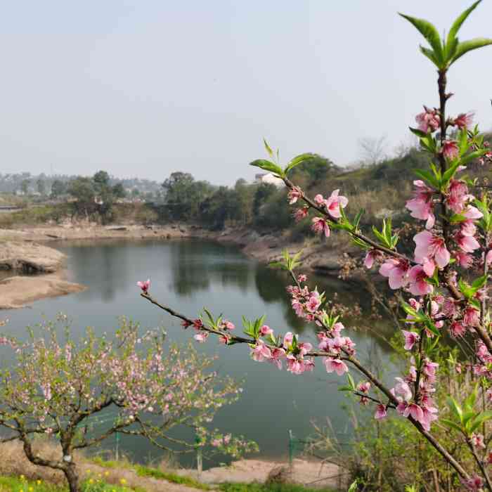 圣水湖桃花岛-"正是桃子成熟的季节,树上都挂满了成熟的桃.