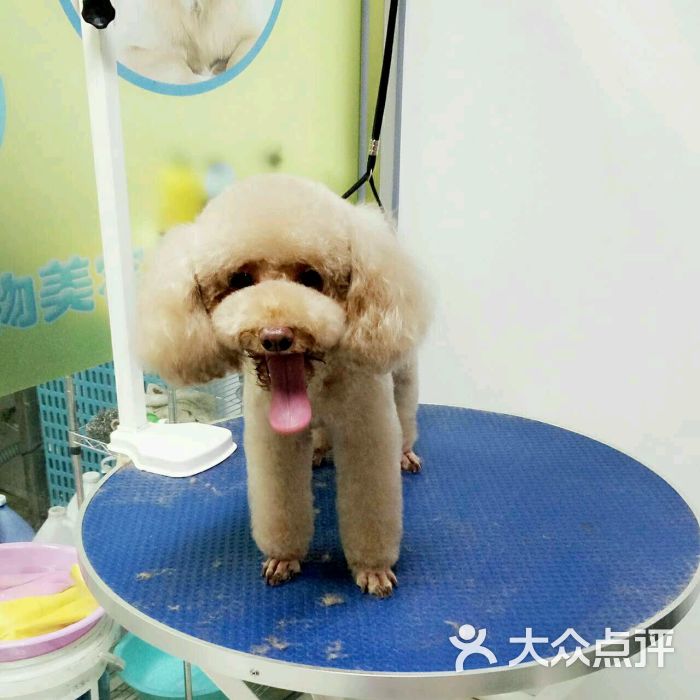 酷迪宠物(景泰西里店)-图片-北京宠物