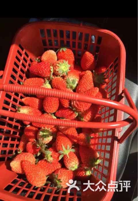 君豪小镇草莓采摘园-图片-兰州休闲娱乐-大众点