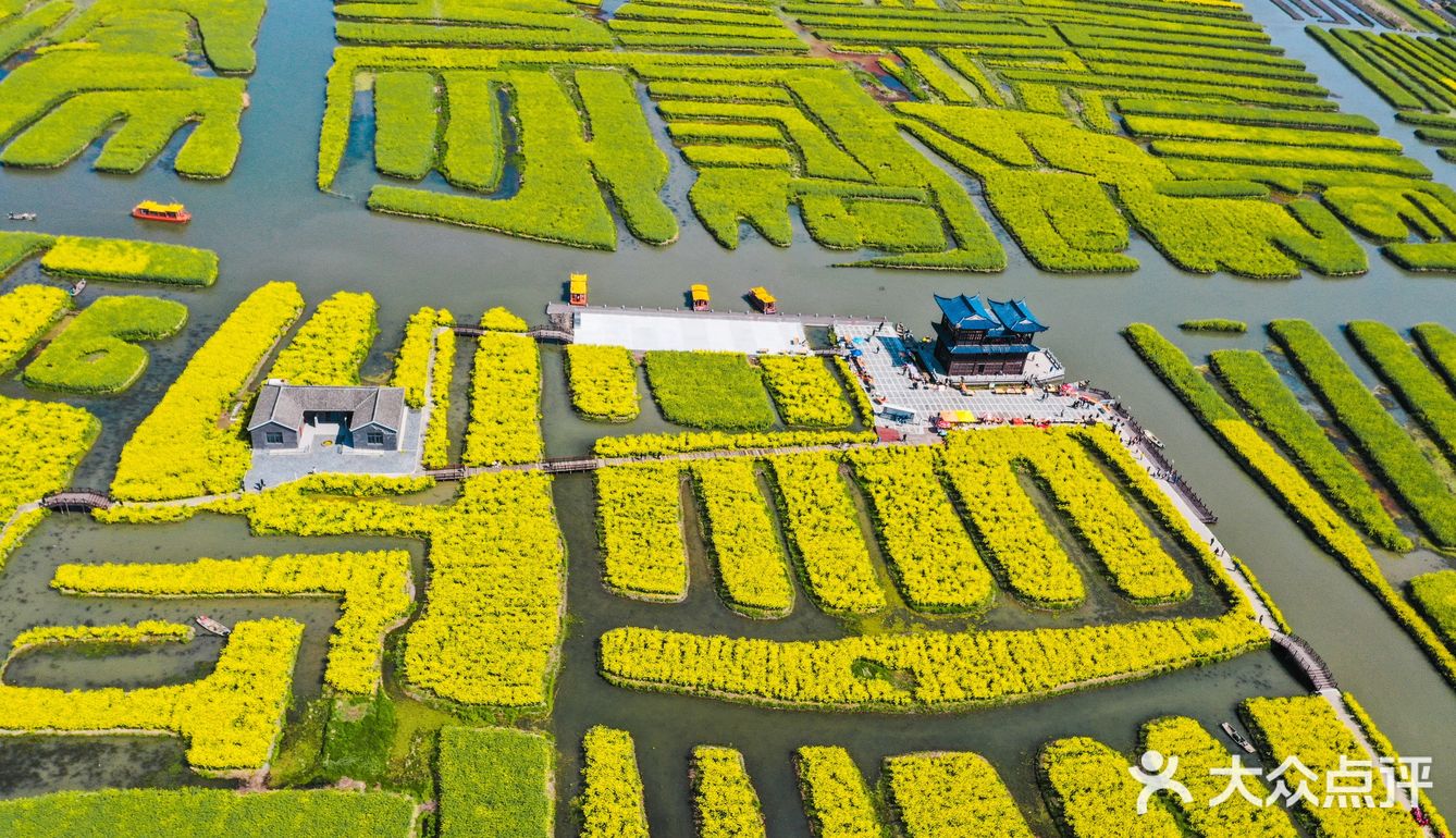 中国最美十大油菜花海之兴化千垛花海