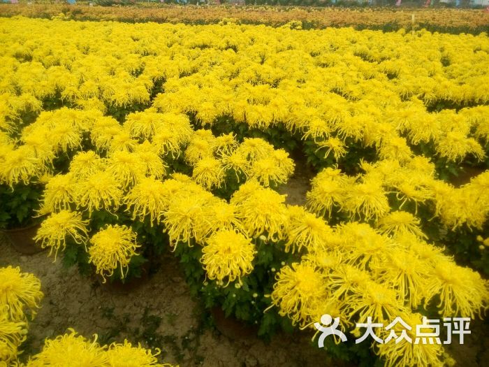 怀禾菊花园图片 - 第16张