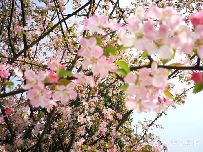 眉山樱花博览园图片