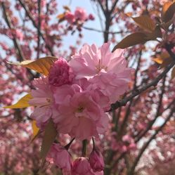 大洋湾樱花园门票_地址_地图_攻略(图)-盐城