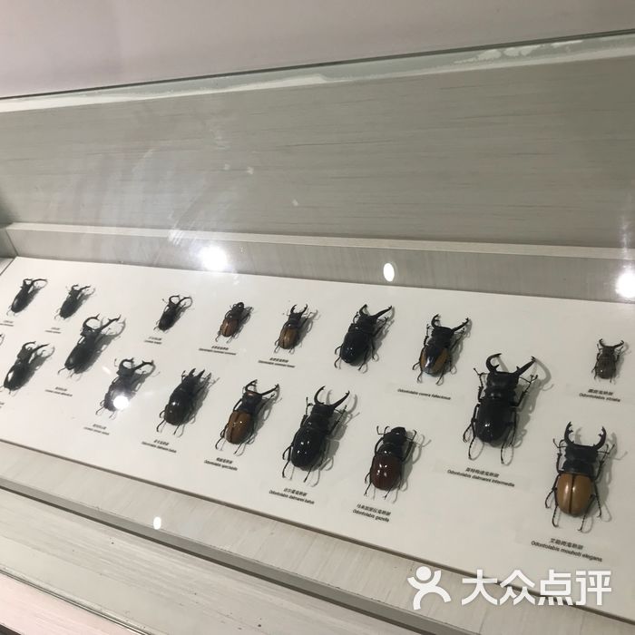 自然年轮昆虫馆图片-北京博物馆-大众点评网