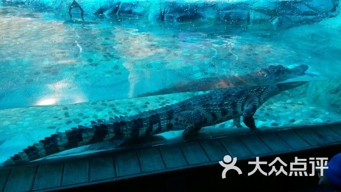 长春中泰海洋世界图片 - 第57张