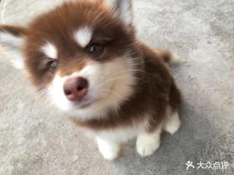 萌犬之家宠物狗阿拉斯加图片