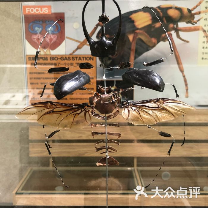 自然年轮昆虫馆图片-北京博物馆-大众点评网