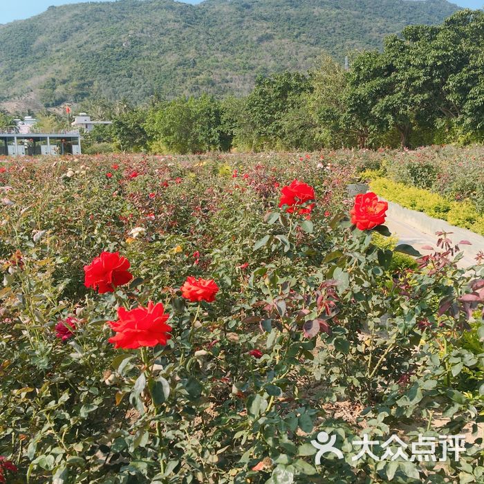 玫瑰谷图片-北京其他景点-大众点评网