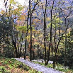 景点 青川县其他  广元唐家河风景区  唐家河自然保护区不光有美丽的