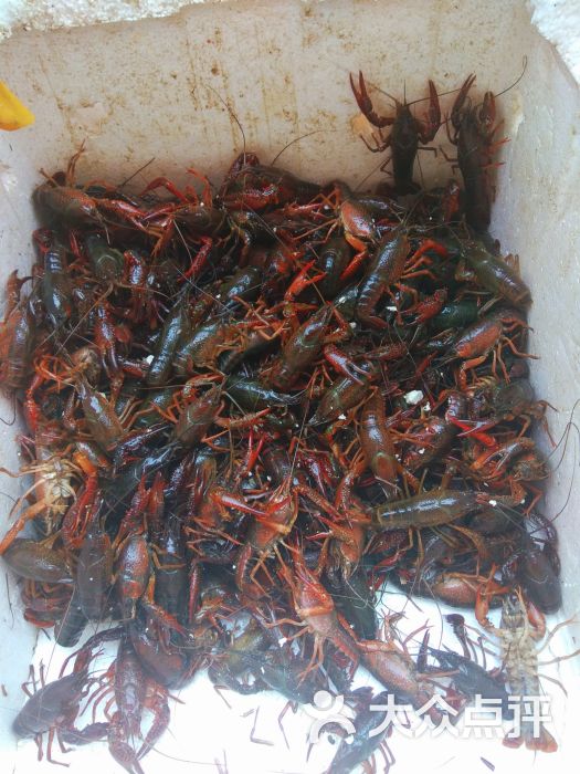 小龙虾(活的)