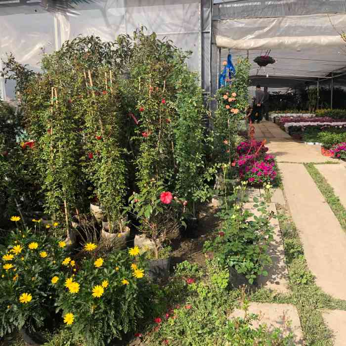 上海华新花卉苗木基地-"位于青浦的这个花卉市场,地方