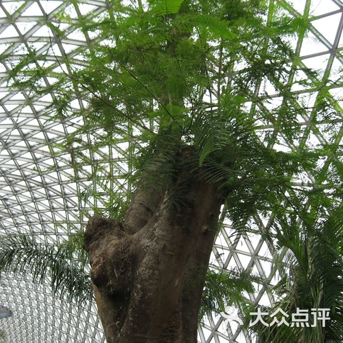 上海辰山植物园传说中的一剑封喉图片-北京植物园